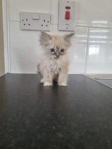 ADORABLE RAGDOLL KITTENS - Photo 2