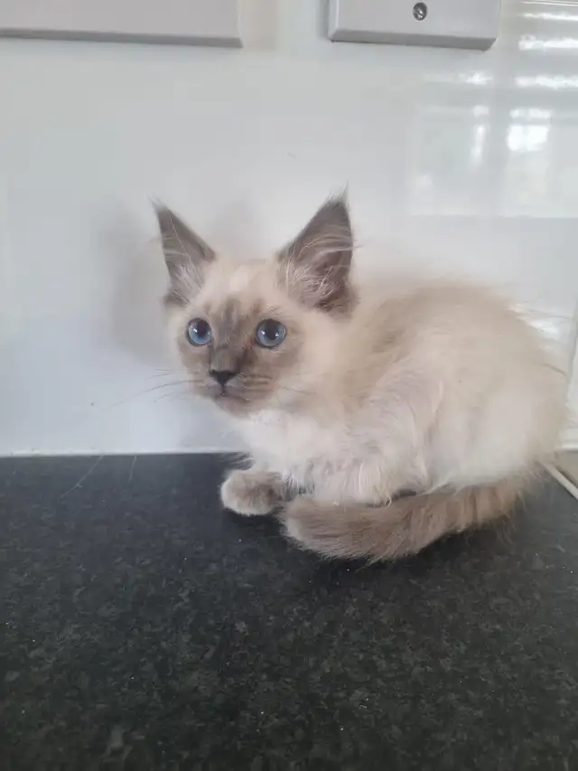 ADORABLE RAGDOLL KITTENS - Photo 3