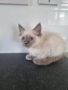 ADORABLE RAGDOLL KITTENS - Photo 3