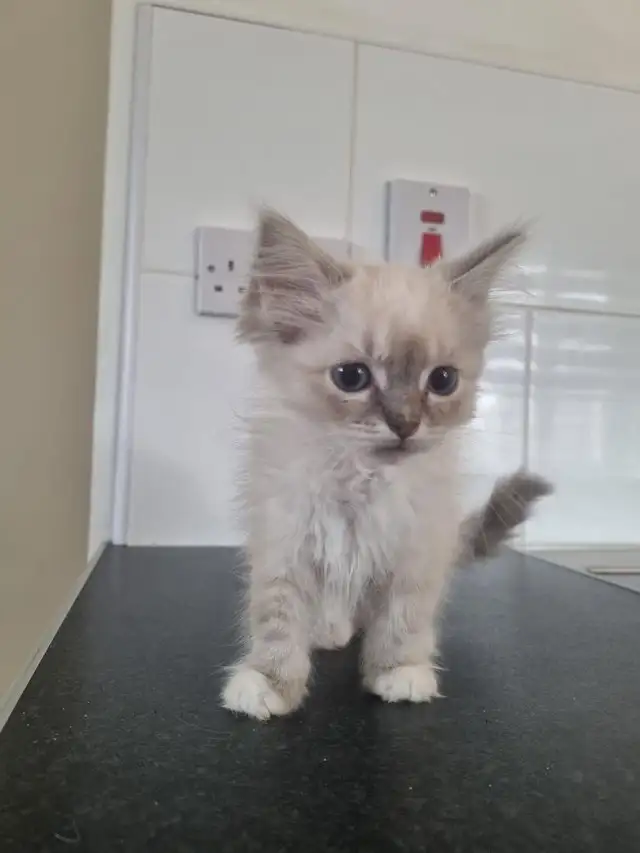ADORABLE RAGDOLL KITTENS - Photo 4