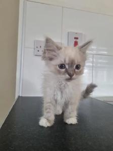 ADORABLE RAGDOLL KITTENS - Photo 4
