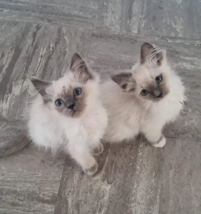 ADORABLE RAGDOLL KITTENS - Photo 5