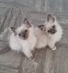 ADORABLE RAGDOLL KITTENS - Photo 5