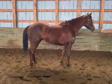 2022 OTTB Gelding