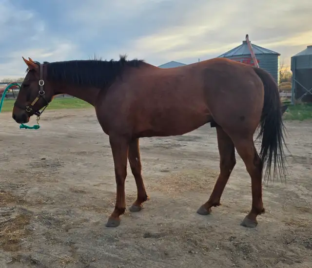 2022 OTTB Gelding - Photo 3