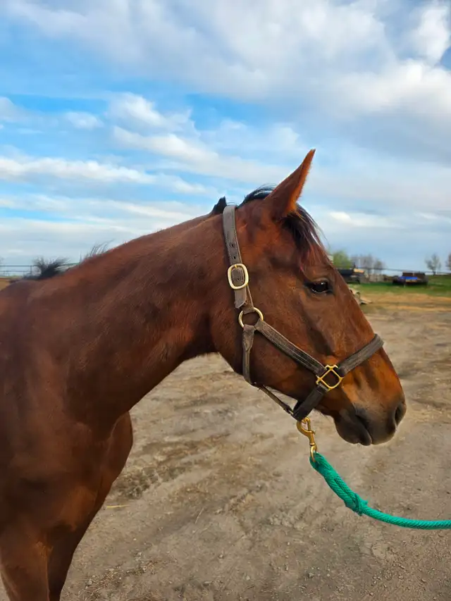 2022 OTTB Gelding - Photo 4