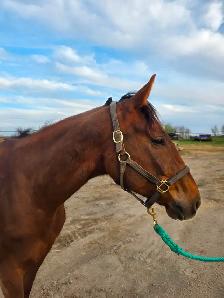 2022 OTTB Gelding - Photo 4