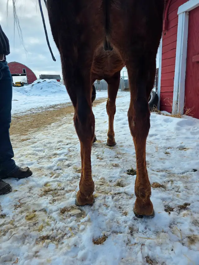 2022 OTTB Gelding - Photo 6