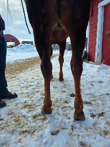 2022 OTTB Gelding - Photo 6