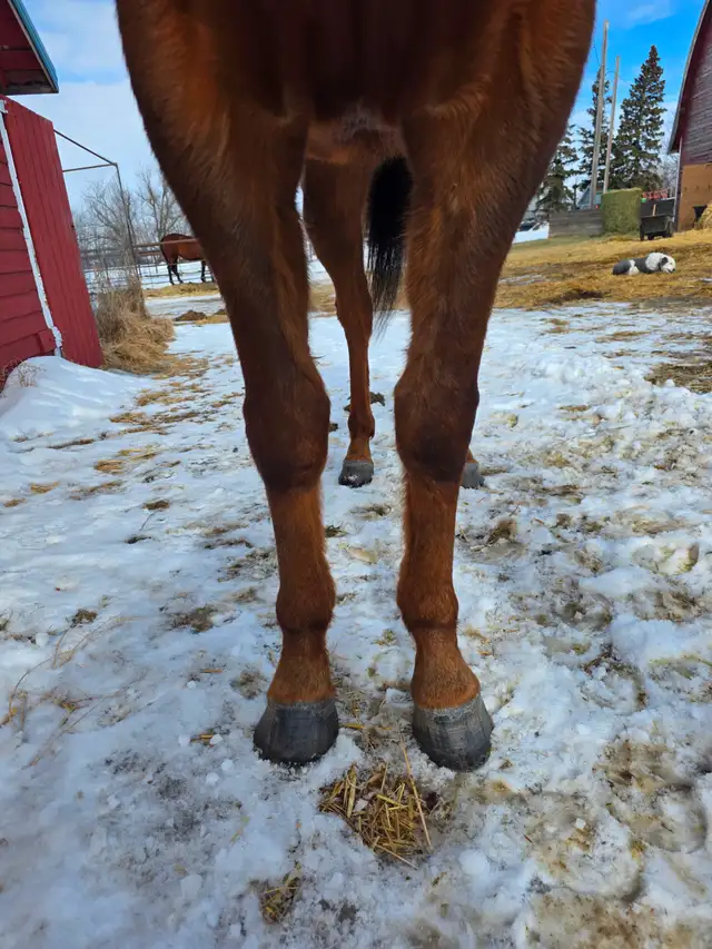 2022 OTTB Gelding - Photo 7