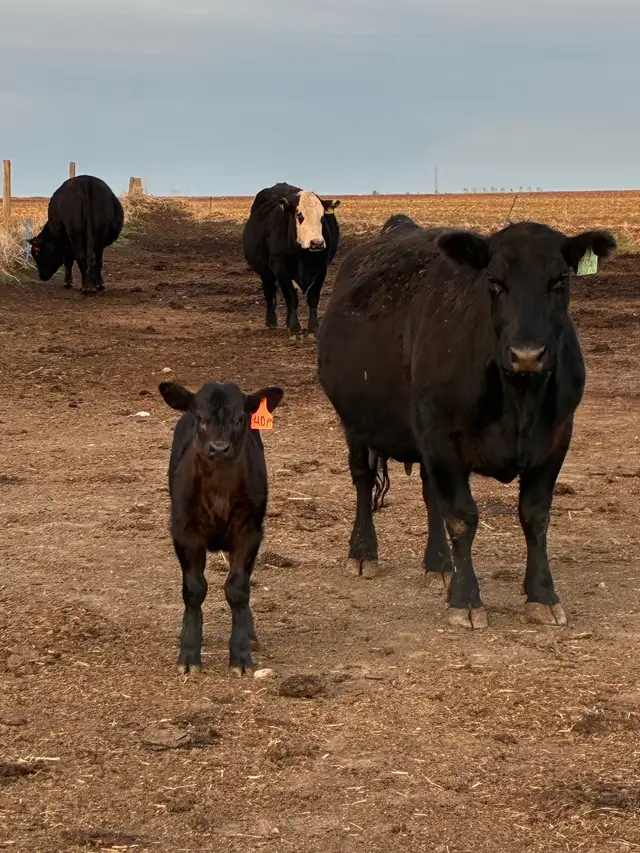 Cow calf Pairs