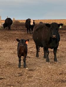 Cow calf Pairs