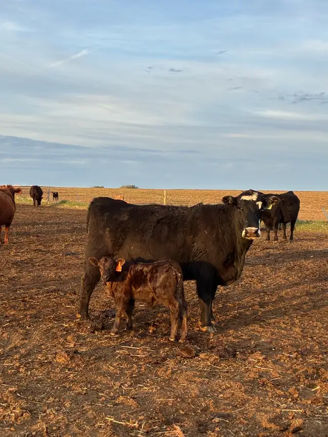 Cow calf Pairs - Photo 2