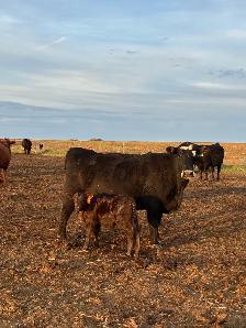 Cow calf Pairs - Photo 2