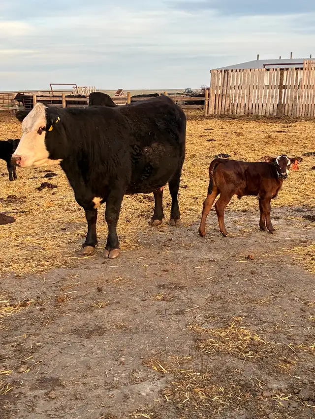 Cow calf Pairs - Photo 3