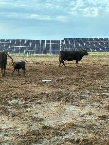 Cow calf Pairs - Photo 4