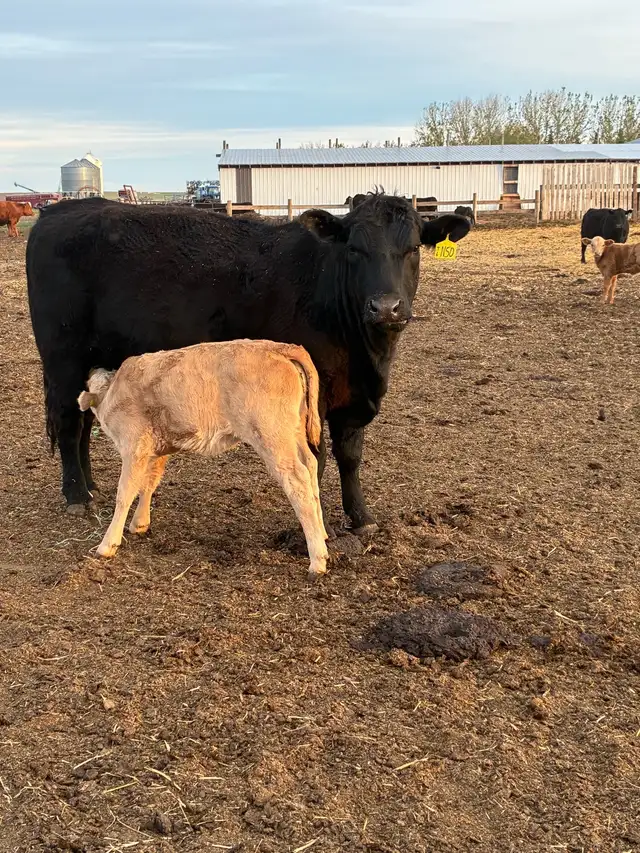 Cow calf Pairs - Photo 5