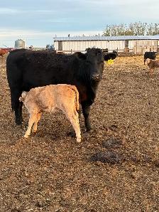 Cow calf Pairs - Photo 5
