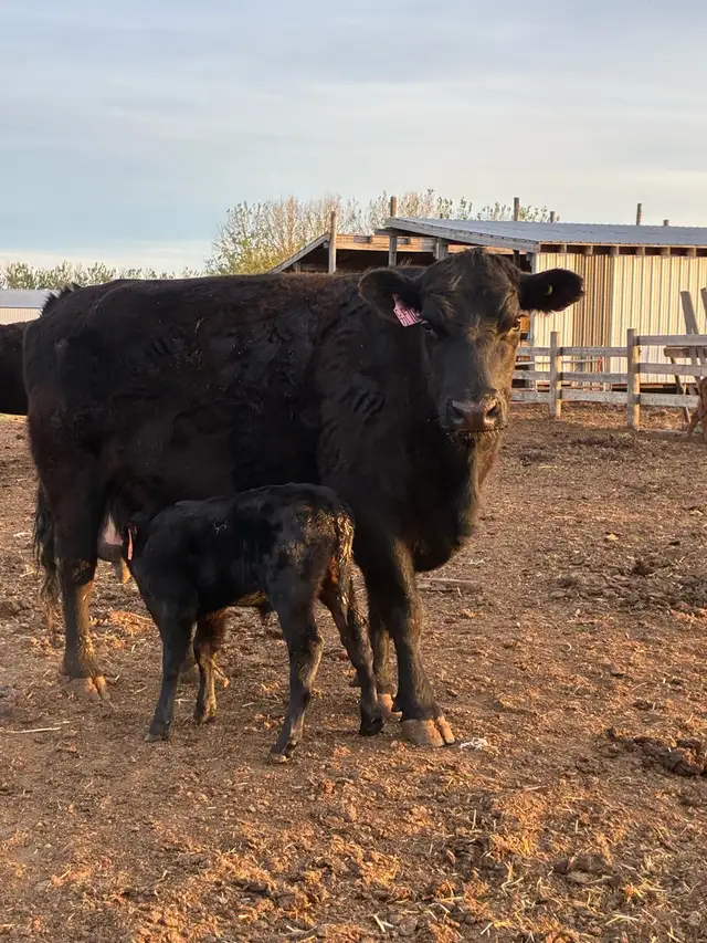 Cow calf Pairs - Photo 6