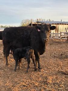 Cow calf Pairs - Photo 6