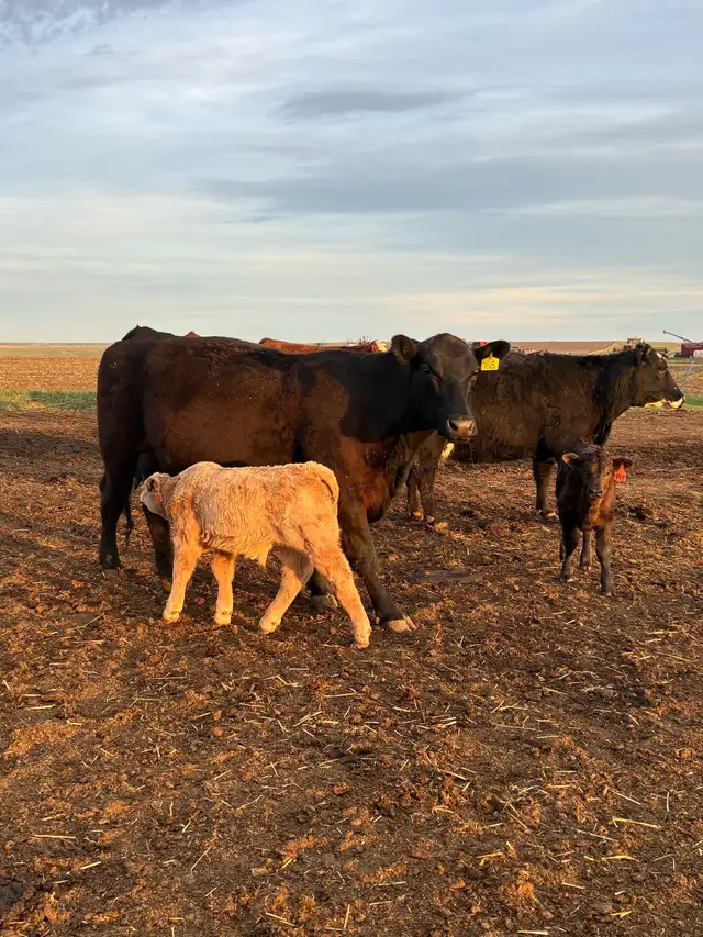 Cow calf Pairs - Photo 7