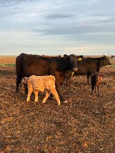 Cow calf Pairs - Photo 7