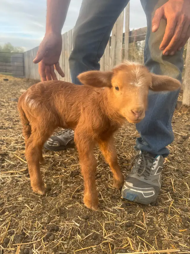 Bottle Ewe Lamb
