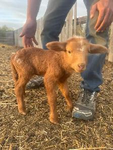 Bottle Ewe Lamb