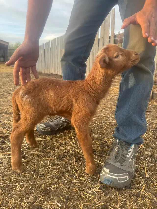 Bottle Ewe Lamb - Photo 2