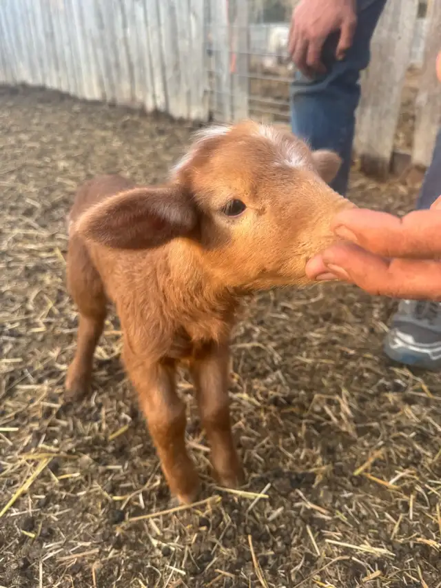 Bottle Ewe Lamb - Photo 3