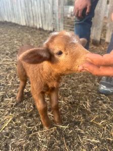 Bottle Ewe Lamb - Photo 3