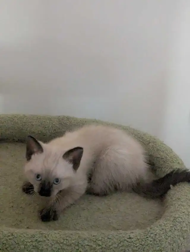 for sale Simeas Kittens $200 - Photo 2