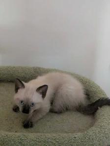 for sale Simeas Kittens $200 - Photo 2