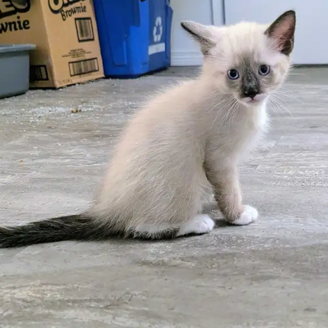 for sale Simeas Kittens $200 - Photo 4