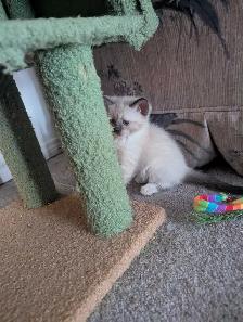 for sale Simeas Kittens $200 - Photo 7