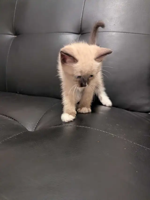 for sale Simeas Kittens $200 - Photo 8