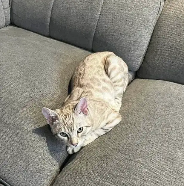 chat mâle bengal pas castrer