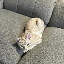 chat mâle bengal pas castrer