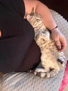 chat mâle bengal pas castrer - Photo 3