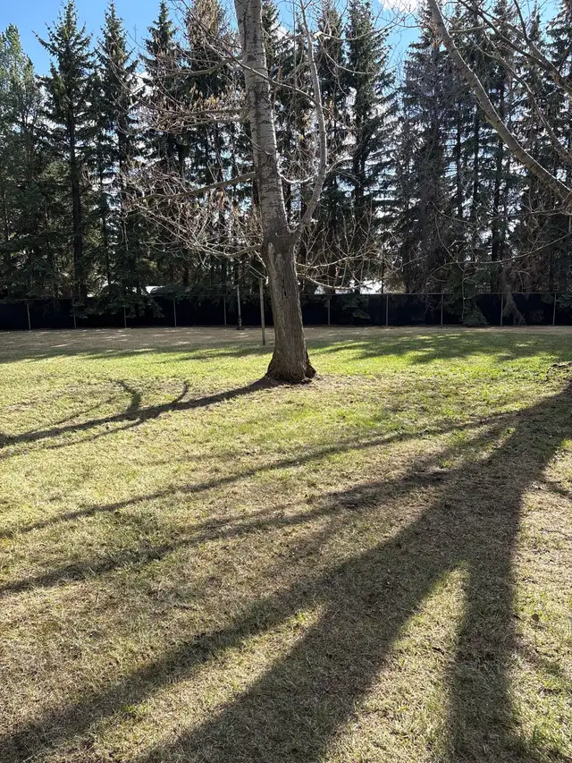Spring Cleanup Special  Fast, Affordable & Professional - Photo 6
