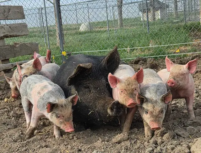 Berkshire cross weaners
