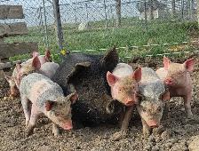 Berkshire cross weaners