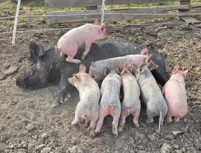 Berkshire cross weaners - Photo 2