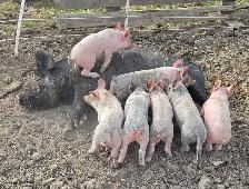 Berkshire cross weaners - Photo 2
