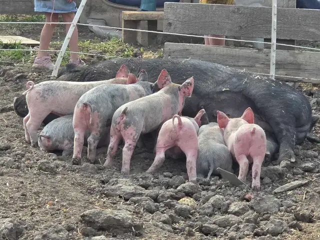 Berkshire cross weaners - Photo 3