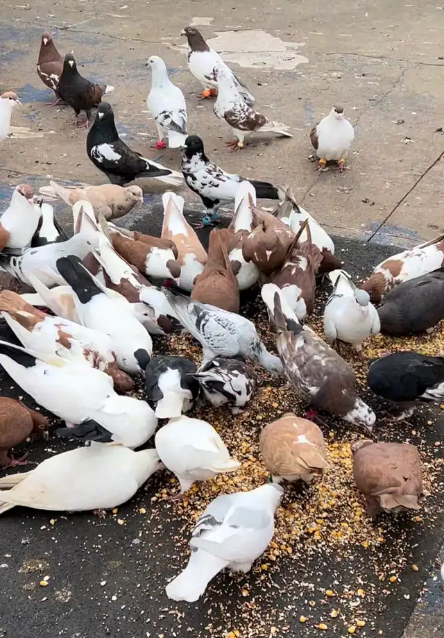 PIGEONS FOR SALE AFGHAN
