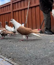 PIGEONS FOR SALE AFGHAN - Photo 2
