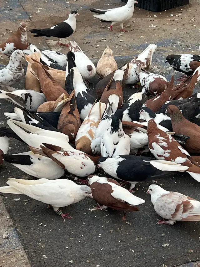 PIGEONS FOR SALE AFGHAN - Photo 3