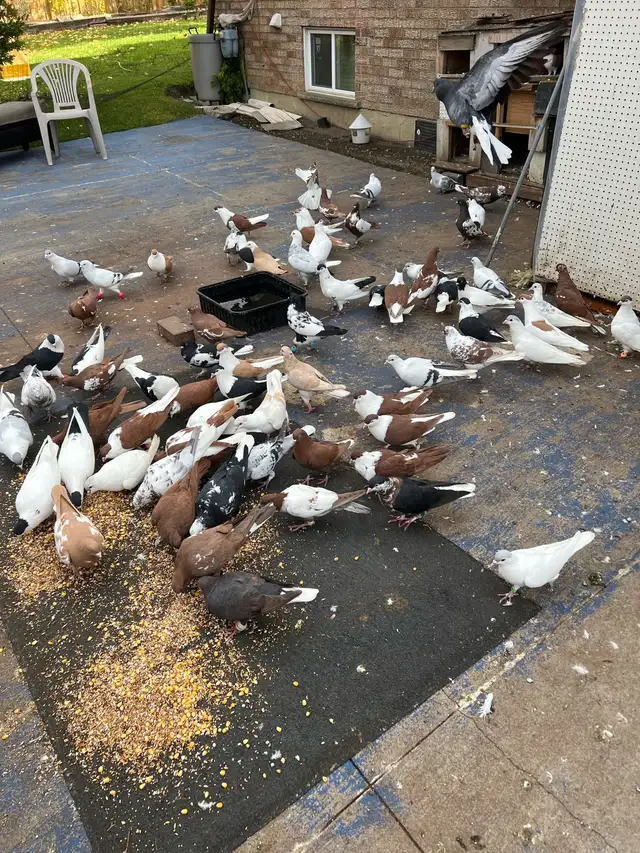 PIGEONS FOR SALE AFGHAN - Photo 4