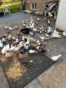 PIGEONS FOR SALE AFGHAN - Photo 4